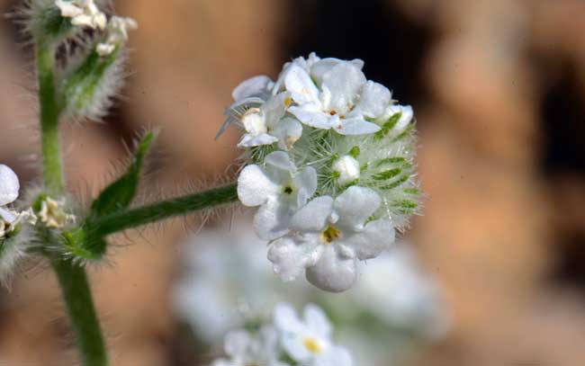 Narrowstem Cryptantha has small but showy flowers, white with yellow centers in the corolla tube. The flowers grow in small clusters; flowering stems are coiled and hairy. Cryptantha gracilis Narrowstem Cryptantha has small but showy flowers, white with yellow centers in the corolla tube. The flowers grow in small clusters; flowering stems are coiled and hairy. Cryptantha gracilis